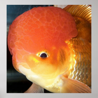 Oranda Goldfisch-Foto Poster
