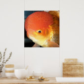 Oranda Goldfisch-Foto Poster (Küche)