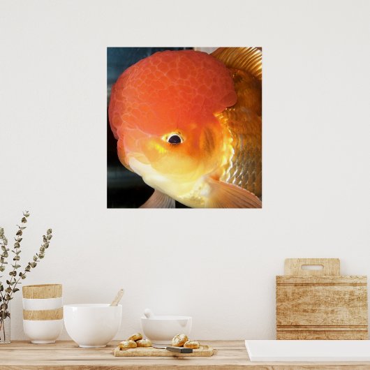 Oranda Goldfisch-Foto Poster (Küche)