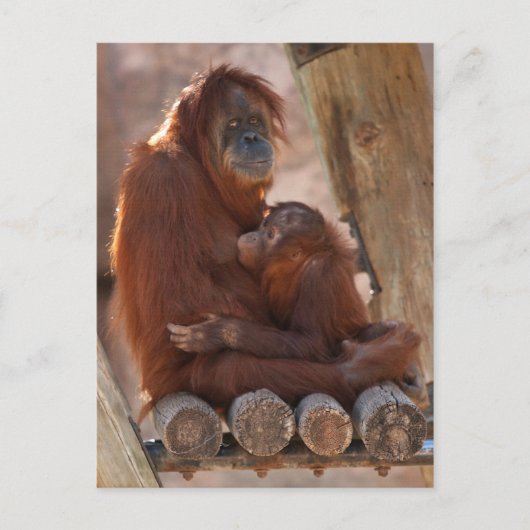 Orang Mother & Child 7312 Postkarte (Vorderseite)