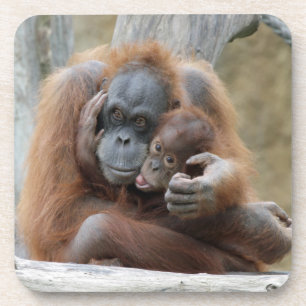 Orang Utan 001 Getränkeuntersetzer