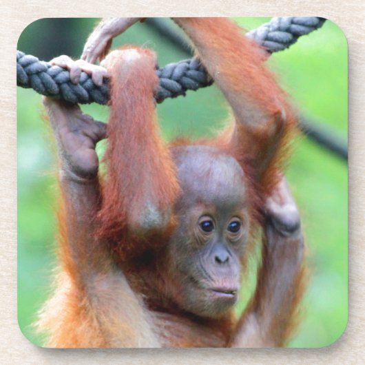Orang Utan 029 Getränkeuntersetzer (Vorderseite)