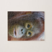 Orang-Utan auf Insel von Borneo Puzzle (Horizontal)