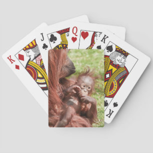 Orang-Utan-Baby kuschelt auf dem Schoß der Mutter Spielkarten