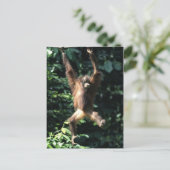 Orang utan, Borneo Postcard Postkarte (Stehend Vorderseite)