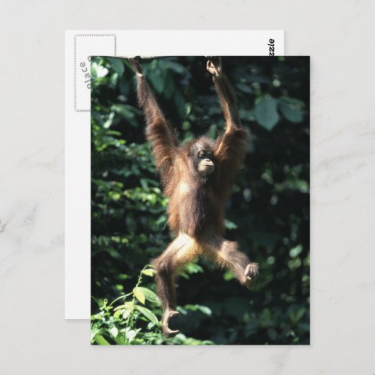 Orang utan, Borneo Postcard Postkarte (Vorne/Hinten)