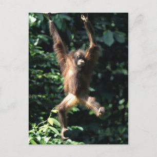Orang utan, Borneo Postcard Postkarte