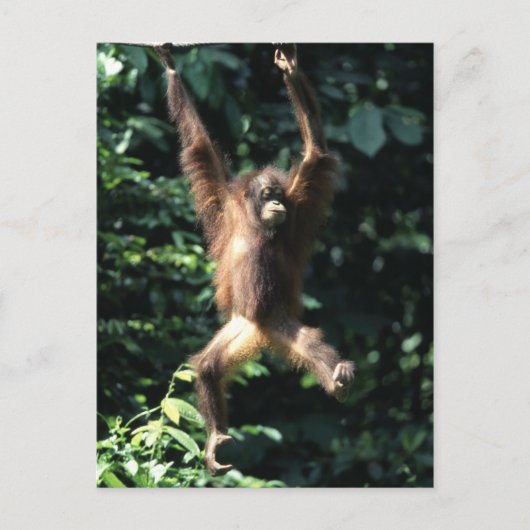 Orang utan, Borneo Postcard Postkarte (Vorderseite)