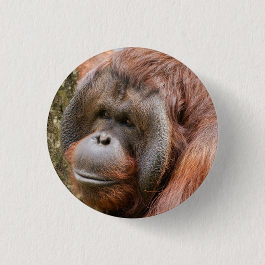 Orang-Utan Button (Vorderseite)