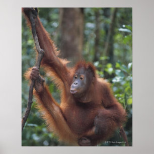 Orang-Utan, der am Liana hängt Poster