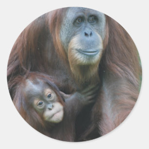 Orang-Utan Familien-Aufkleber Runder Aufkleber