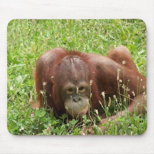Orang-Utan Fell u. Suchvorgang Mousepad (Vorne)