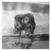 Orang-Utan Fliese (Vorderseite)
