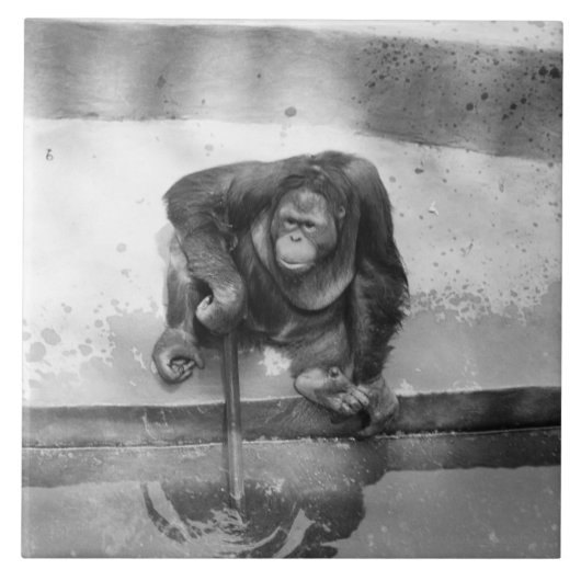 Orang-Utan Fliese (Vorderseite)