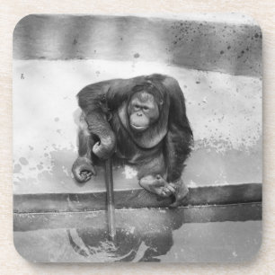 Orang-Utan Getränkeuntersetzer