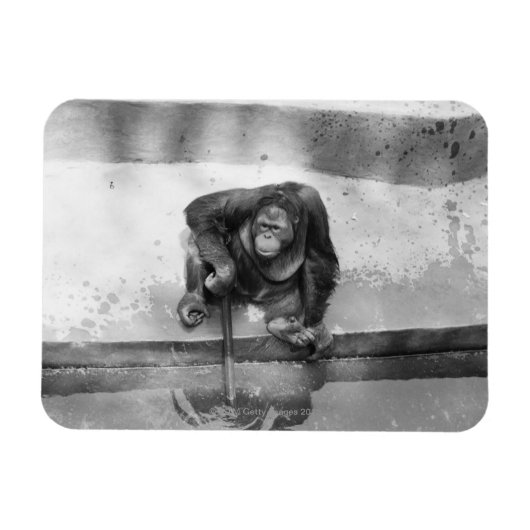 Orang-Utan Magnet (Horizontal)