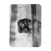 Orang-Utan Magnet (Vertikal)