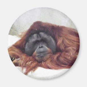 Orang-Utan Magnet