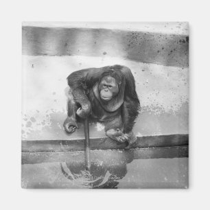 Orang-Utan Magnet