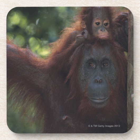 Orang-Utan Mutter mit Baby Getränkeuntersetzer (Vorderseite)