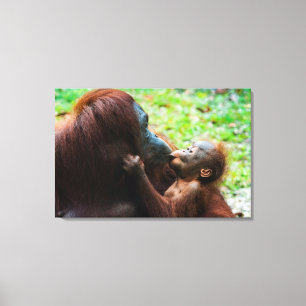 Orang-Utan-Mutter mit Baby Leinwanddruck