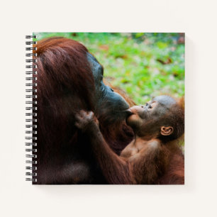 Orang-Utan-Mutter mit Baby Notizblock