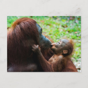 Orang-Utan-Mutter mit Baby Postkarte