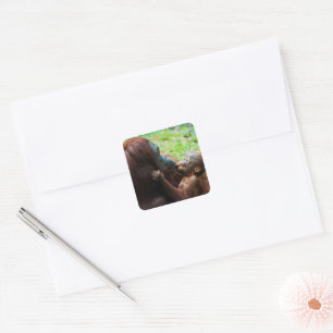 Orang-Utan-Mutter mit Baby Quadratischer Aufkleber