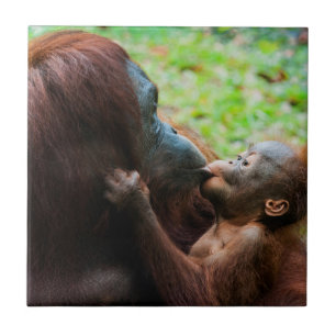 Orang-Utan-Mutter und Baby Fliese