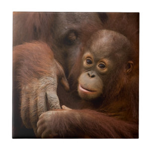 Orang-Utan-Mutter und Baby im Zoo Fliese