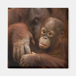Orang-Utan-Mutter und Baby im Zoo Magnet