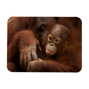 Orang-Utan-Mutter und Baby im Zoo Magnet