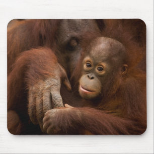 Orang-Utan-Mutter und Baby im Zoo Mousepad