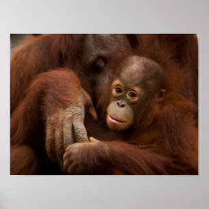 Orang-Utan-Mutter und Baby im Zoo Poster