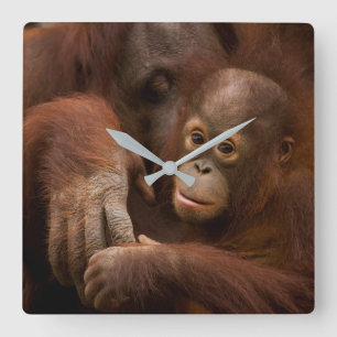 Orang-Utan-Mutter und Baby im Zoo Quadratische Wanduhr