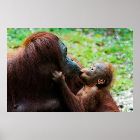 Orang-Utan Mutter und Baby Poster (Vorne)