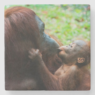 Orang-Utan-Mutter und Baby Steinuntersetzer