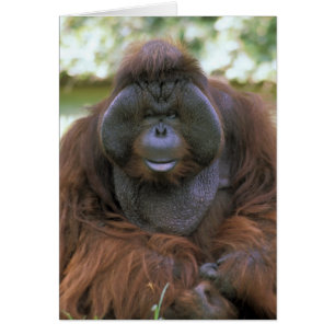 Orang-Utan Pongo Pygmaeus