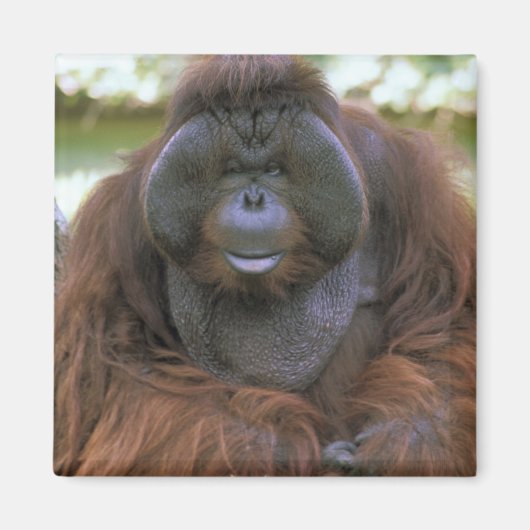 Orang-Utan Pongo Pygmaeus Magnet (Vorne)