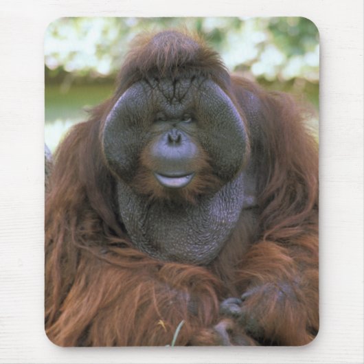 Orang-Utan Pongo Pygmaeus Mousepad (Vorne)