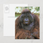Orang-Utan Pongo Pygmaeus Postkarte (Vorne/Hinten)