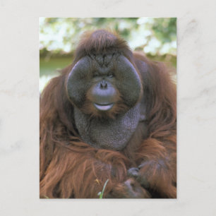 Orang-Utan Pongo Pygmaeus Postkarte