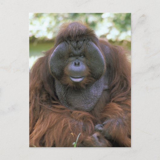 Orang-Utan Pongo Pygmaeus Postkarte (Vorderseite)