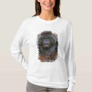 Orang-Utan Pongo Pygmaeus T-Shirt