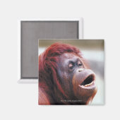 Orang-Utan-Portrait Magnet (Vorderseite/Rückseite)