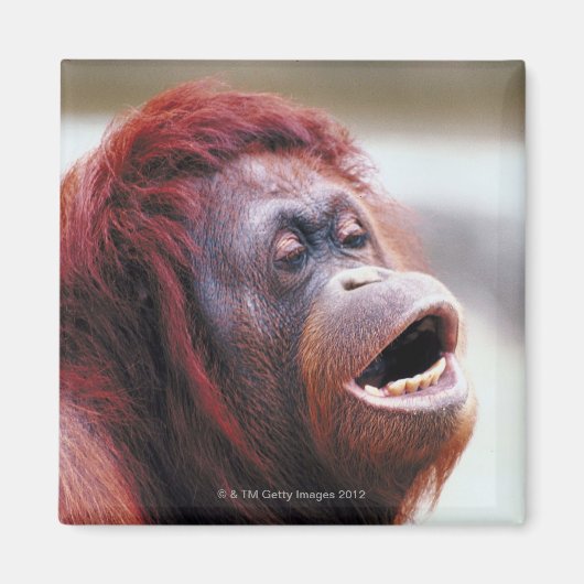 Orang-Utan-Portrait Magnet (Vorne)