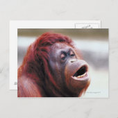 Orang-Utan-Portrait Postkarte (Vorne/Hinten)