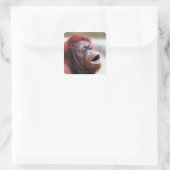 Orang-Utan-Portrait Quadratischer Aufkleber (Tasche)