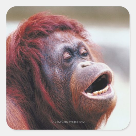 Orang-Utan-Portrait Quadratischer Aufkleber (Vorderseite)