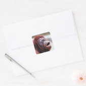Orang-Utan-Portrait Quadratischer Aufkleber (Umschlag)